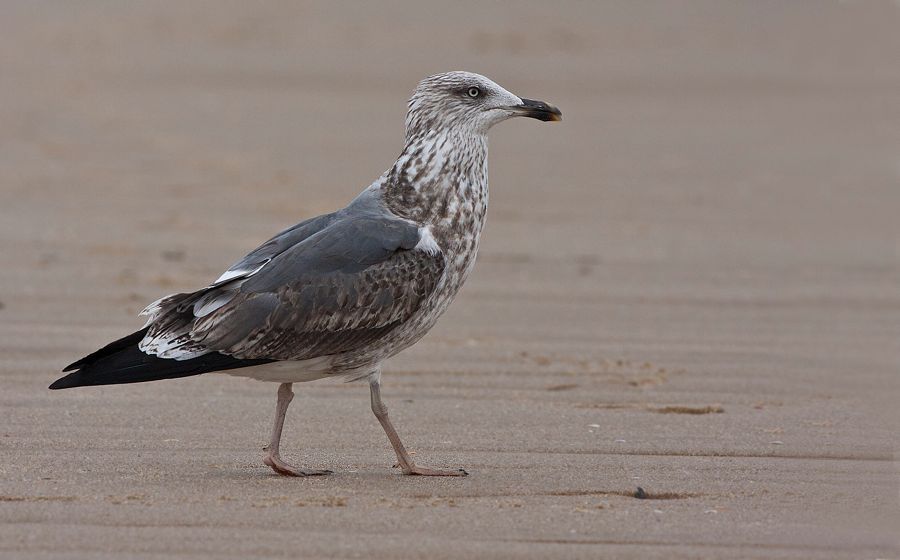 Lesser Black-backed Gull Sandbridge, VA IMG_7387