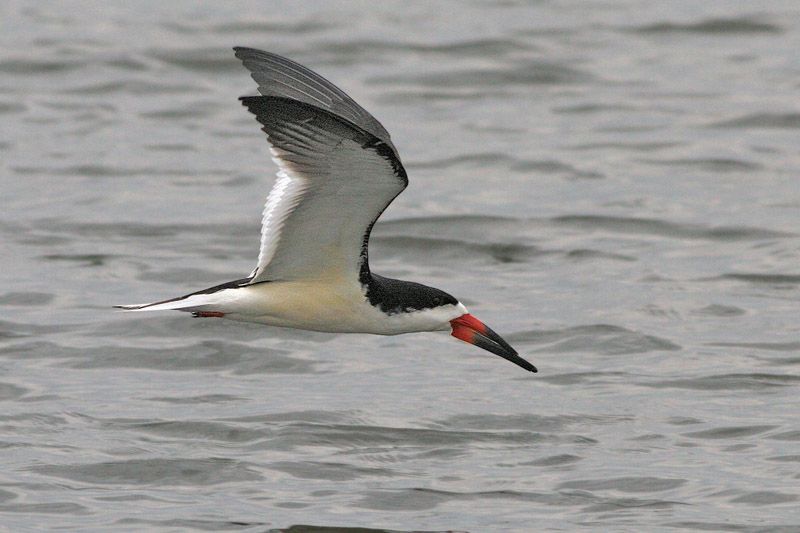 Black Skimmer Mispillion Harbor Reserve, DE IMG_1026