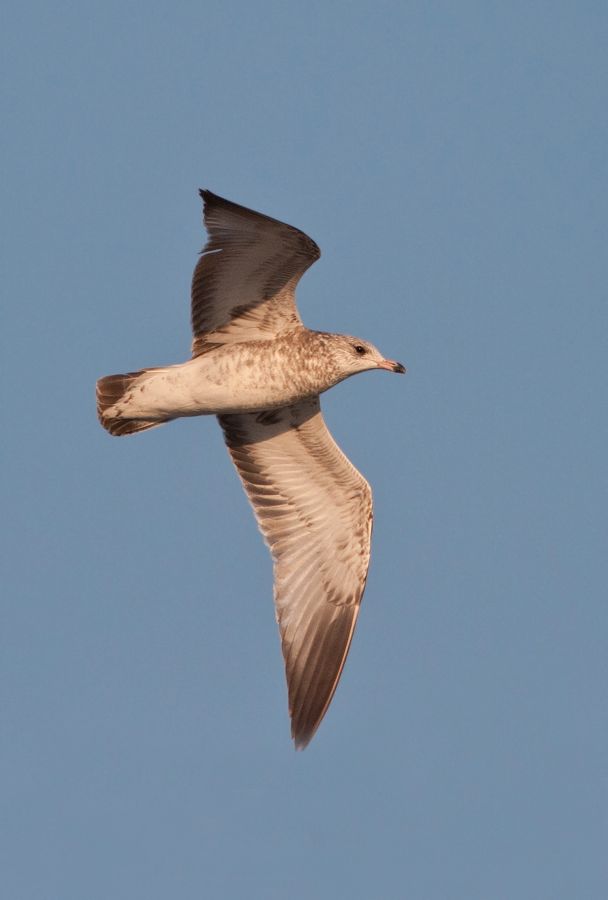 Ring-billed Gull False Cape State Park, VA IMG_7540