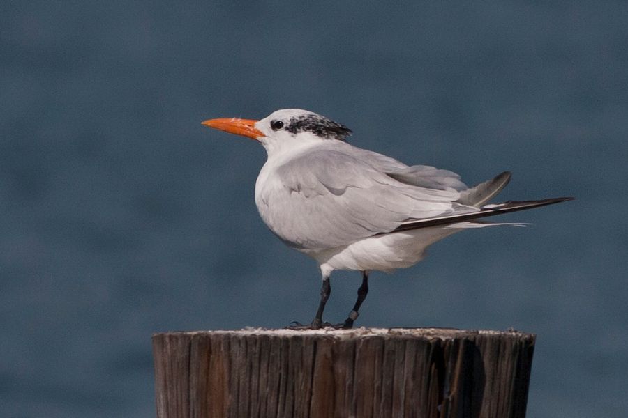 Royal Tern Chincoteague NWR, VA IMG_6646