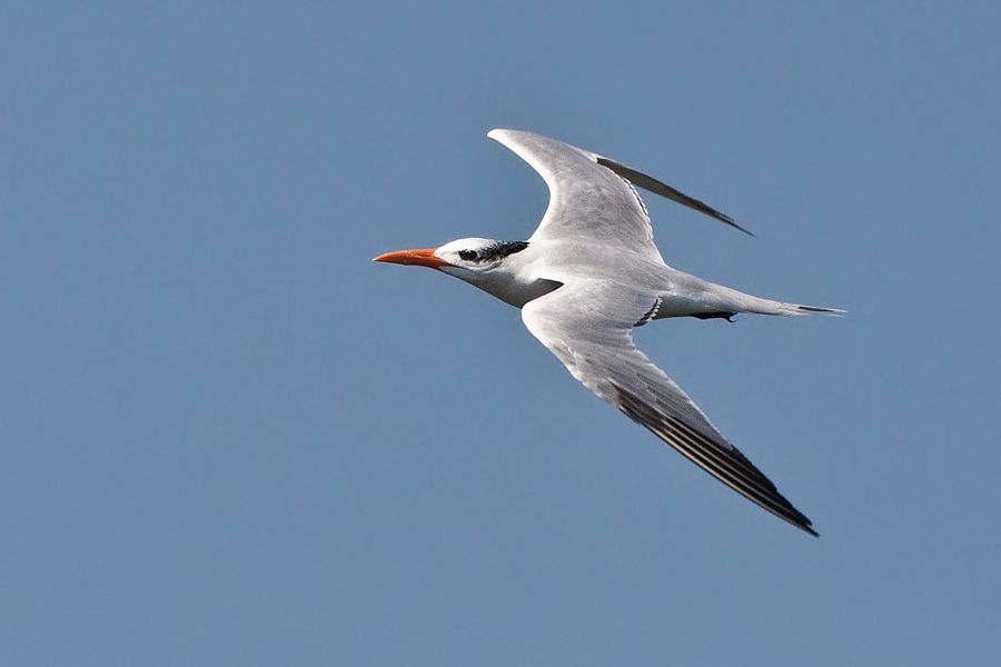 Royal Tern Cincoteague NWR, VA IMG_7018 