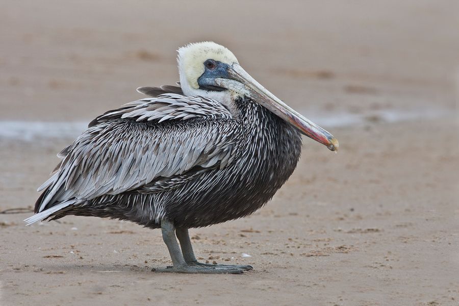 Brown Pelican Sandbridge, VA IMG_7378 