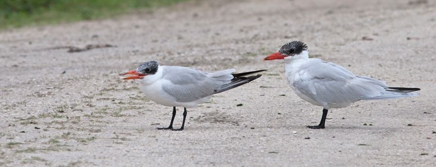 Caspian Terns Orlando Wetlands, Park FL IMG_5857