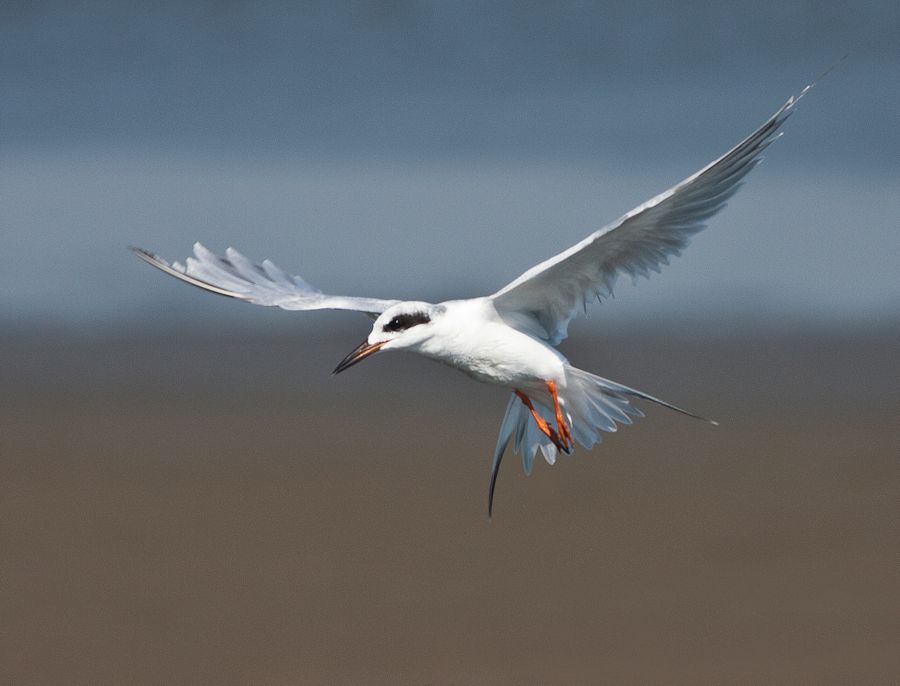 Forster Tern Chincoteague NWR, VA IMG_6917