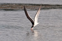 Black Skimmer Chincoteague NWR, VA IMG_5862