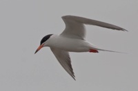 Forster Tern Near Prime Hook NWR, DE IMG_0497
