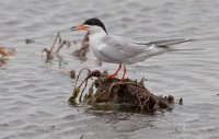 Forster's Tern Near Prime Hook NWR, Delware IMG_0474