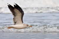 Lesser Black-backed Gull False Cape State Park, VA IMG_7419