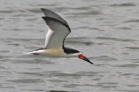 Black Skimmer Mispillion Harbor Reserve, DE IMG_1026