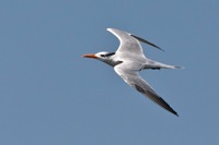 Royal Tern Cincoteague NWR, VA IMG_7018