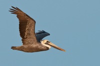 Brown Pelican False Cape State Park, VA IMG_7556