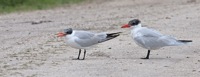 Caspian Terns Orlando Wetlands, Park FL IMG_5857