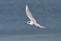 Forster Tern Chincoteague NWR, VA IMG_6821 