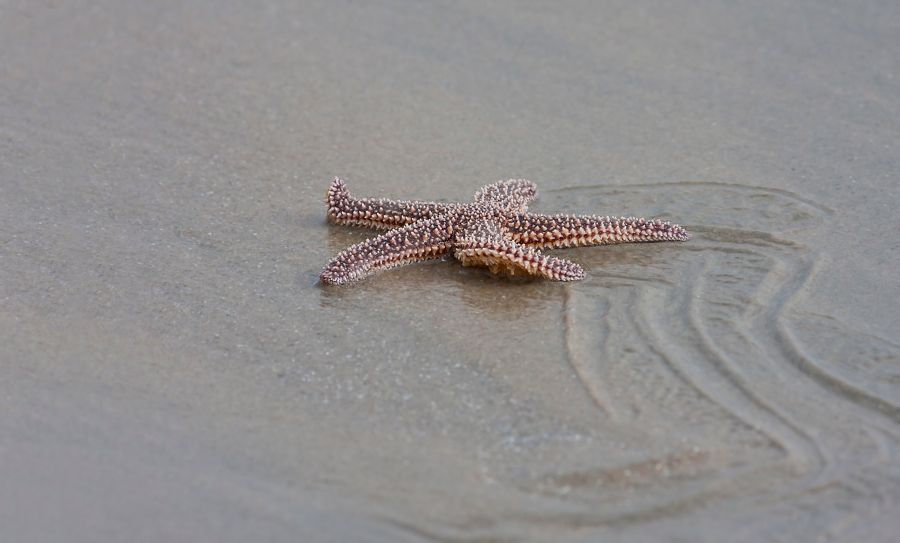 Sea Star False Cape State Park, VA IMG_7784