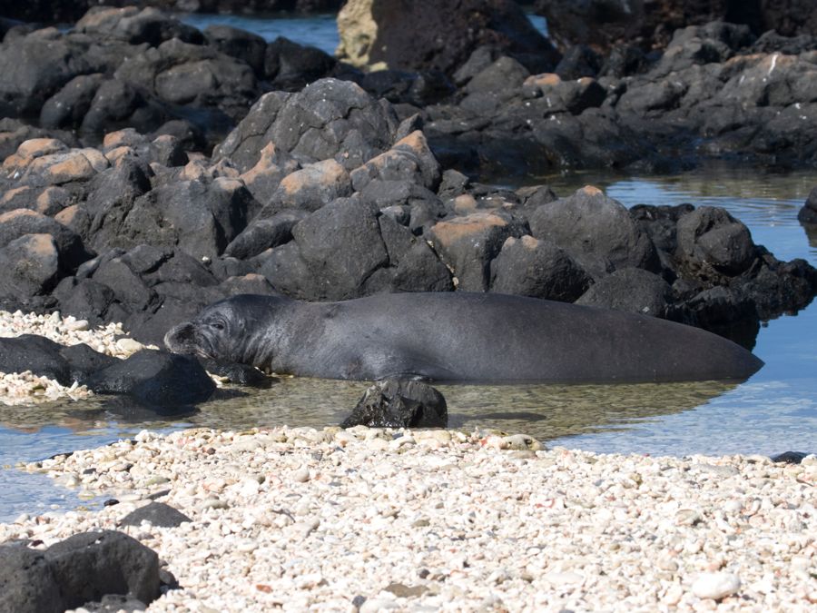 Hawaiian Monk Seal Ka'ena Point, O'ahu IMG_7817