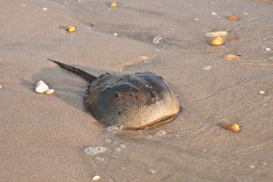 Horseshoe Crab Slaughter Beach, DE IMG_1219