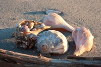 Marooned Welk Shells False Cape State Park, VA IMG_7657