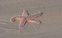 Sea Star False Cape State Park, VA IMG_7782