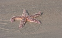 Sea Star False Cape State Park, VA IMG_7782