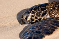 Hawaiian Green Sea Turtle