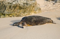 Hawaiian Green Sea Turtle