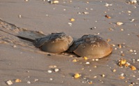 Horseshoe Crabs Slaughter Beach, DE IMG_1225