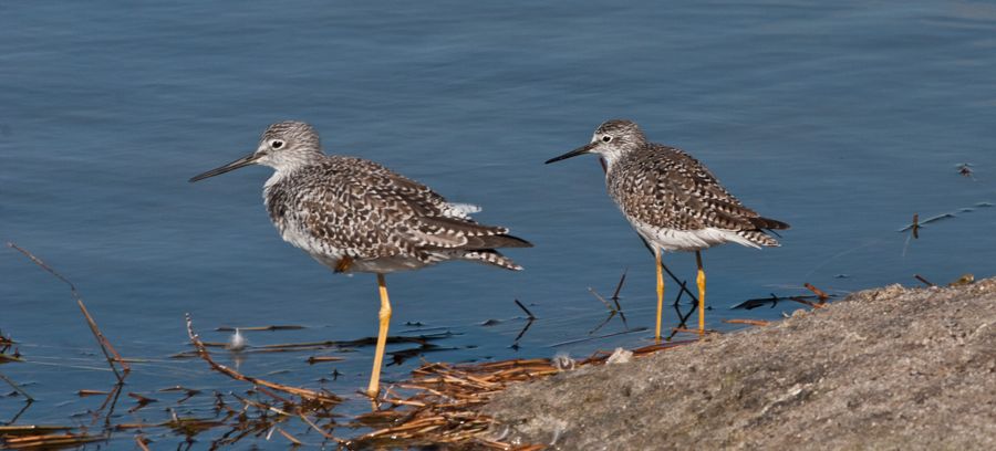 Greater and Lesser Yellowlegs Merritt Island NWR, FL IMG_6184