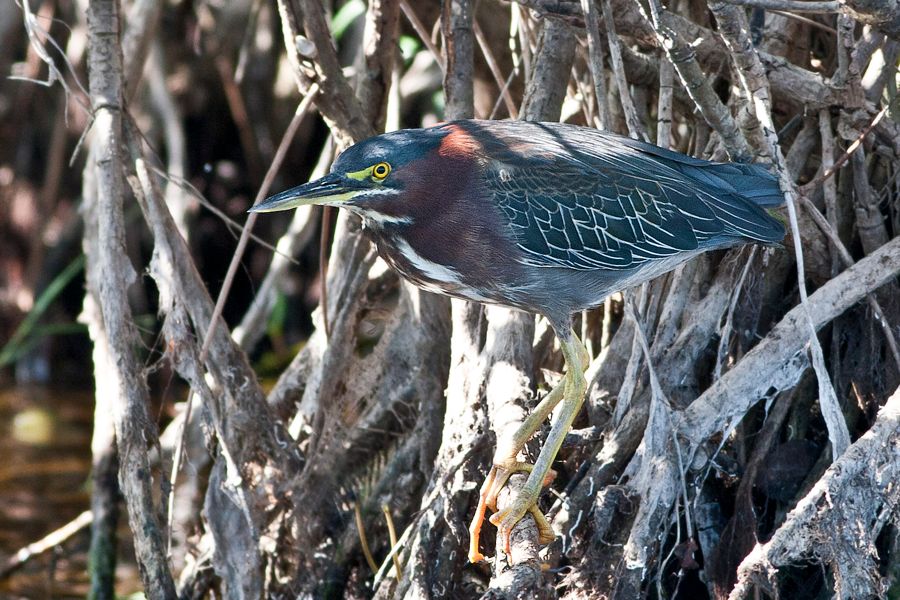 Green Heron Merritt Island NWR, FL IMG_6267