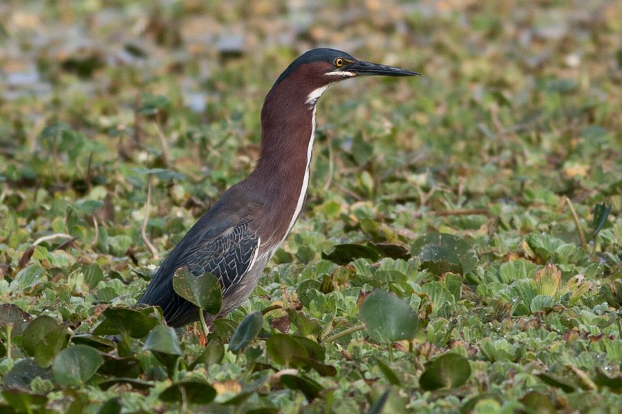 Green Heron Orlando Wetlands Park, FL IMG_7979