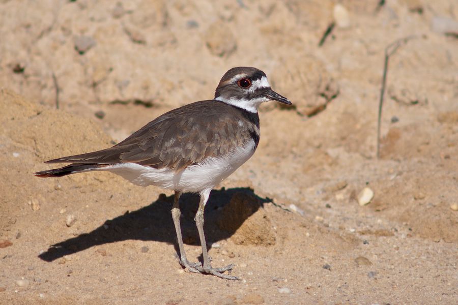 Killdeer Willis Wharf, VA IMG_5908