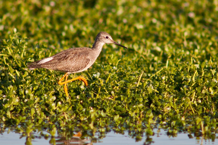 Lesser Yellowlegs Assateague State Park, VA IMG_6158