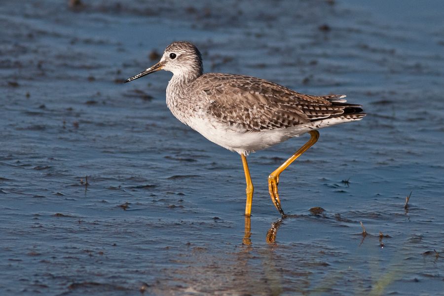 Lesser Yellowlegs Merritt Island, FL IMG_5982