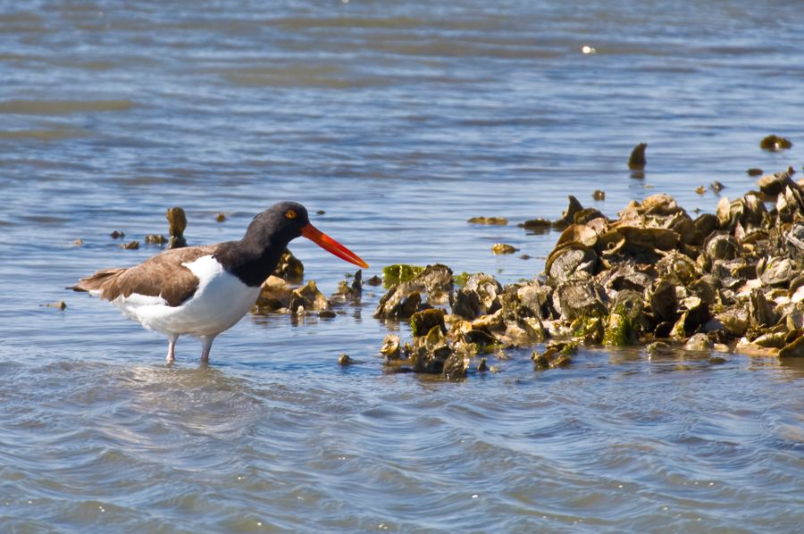 Oyster Catcher Chincoteague NWR, VA IMG_3729