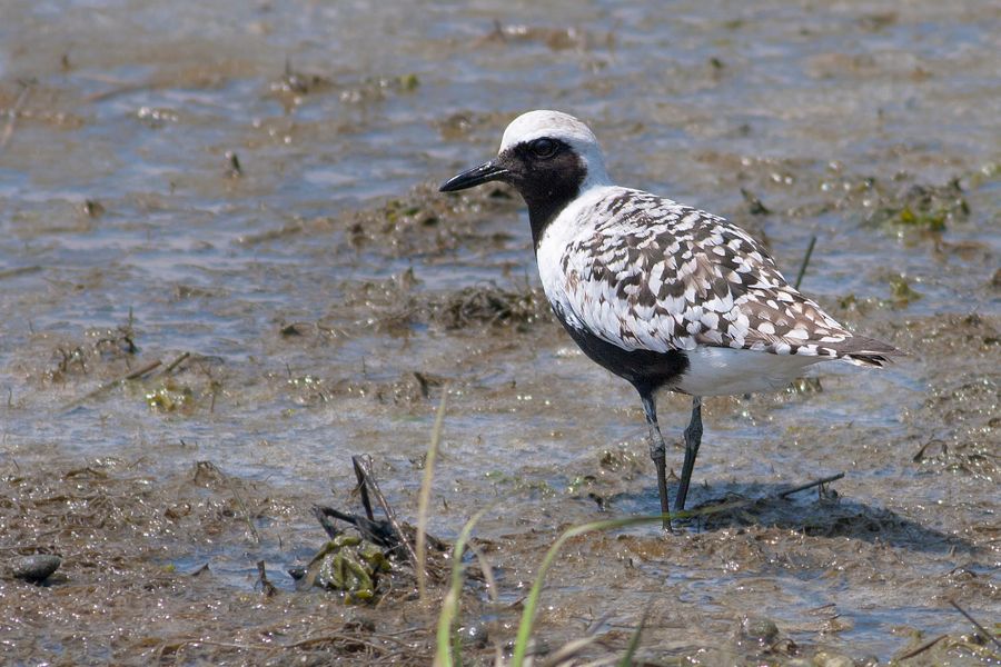 Black-bellied Plover Chincoteague NWR, VA IMG_1578