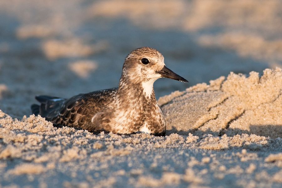 Ruddy Turnstone Tom's Cove Beach, VA IMG_6246