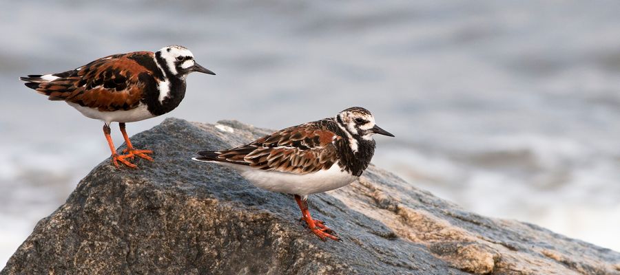 Ruddy Turnstones Port Mahon, DE IMG_0944