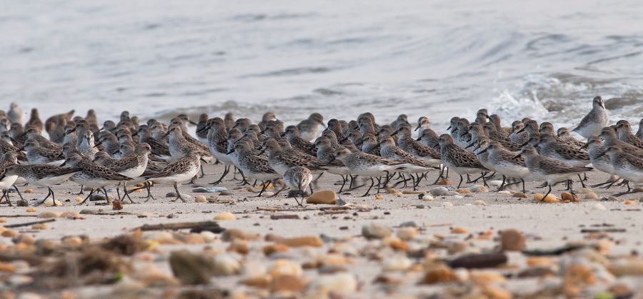 Semipalmated Sandpipers 