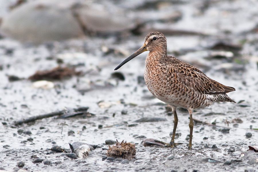 Short-billed Dowitcher Mispillion Harbor Reserve, DE IMG_0649