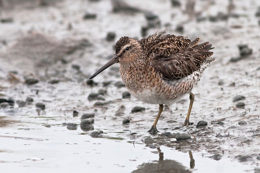 Short-billed Dowitcher Mispillion Harbor Reserve, DE IMG_1100