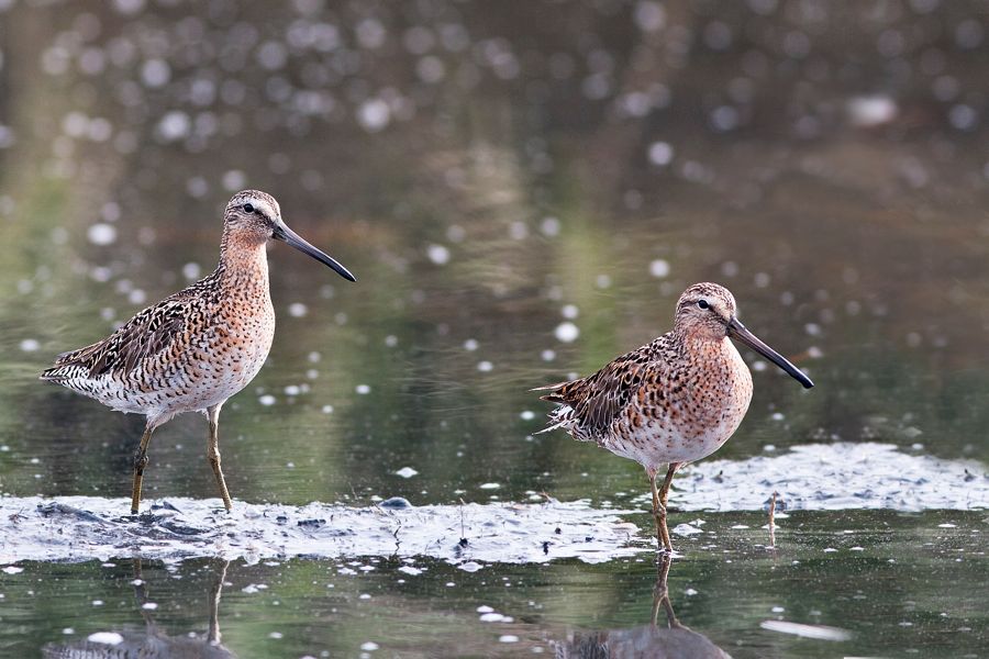 Short-billed Dowitchers Mispillion Harbor Reserve, DE IMG_1145