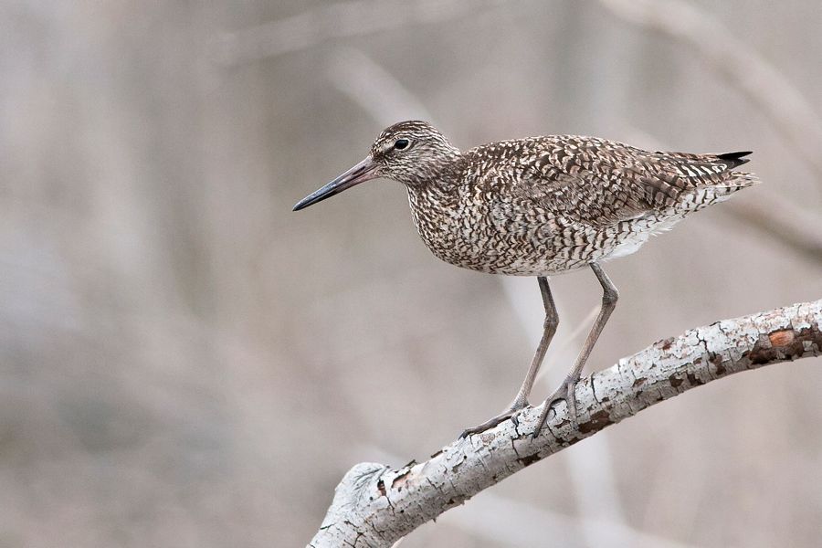 Willet Prime Hook NWR, DE IMG_0444