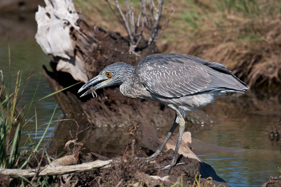 Yellow-crowned Night Heron Eastern Shore, VA IMG_6562