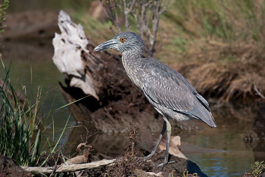 Yellow-crowned Night Heron Eastern Shore, VA IMG_6564