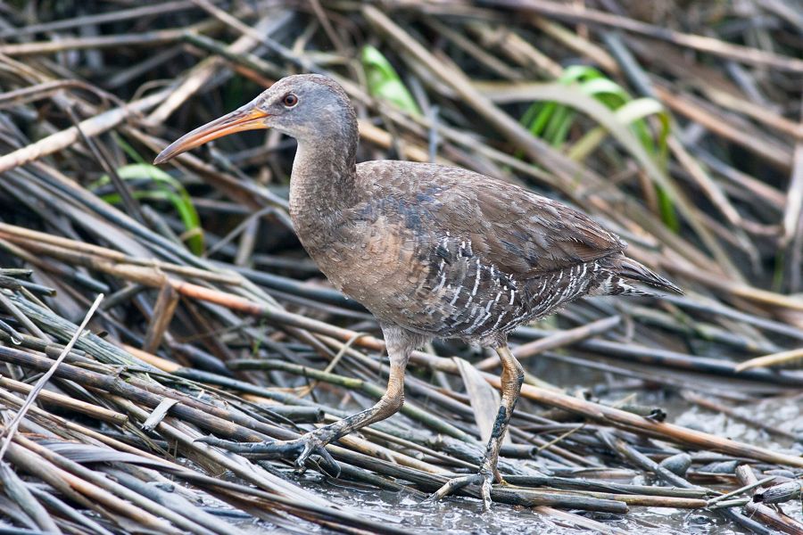 Clapper Rail Mispillion Harbor Reserve, DE IMG_1065