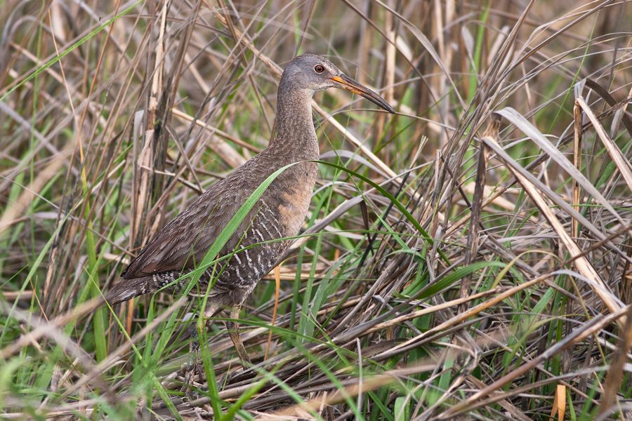 Clapper Rail Mispillion Harbor Reserve, DE IMG_1158