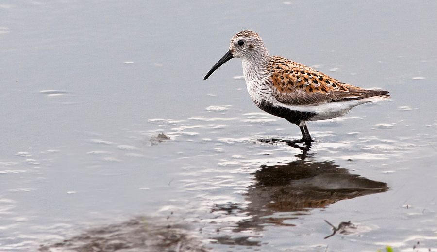 Dunlin Bombay Hook NWR, DE IMG_0848