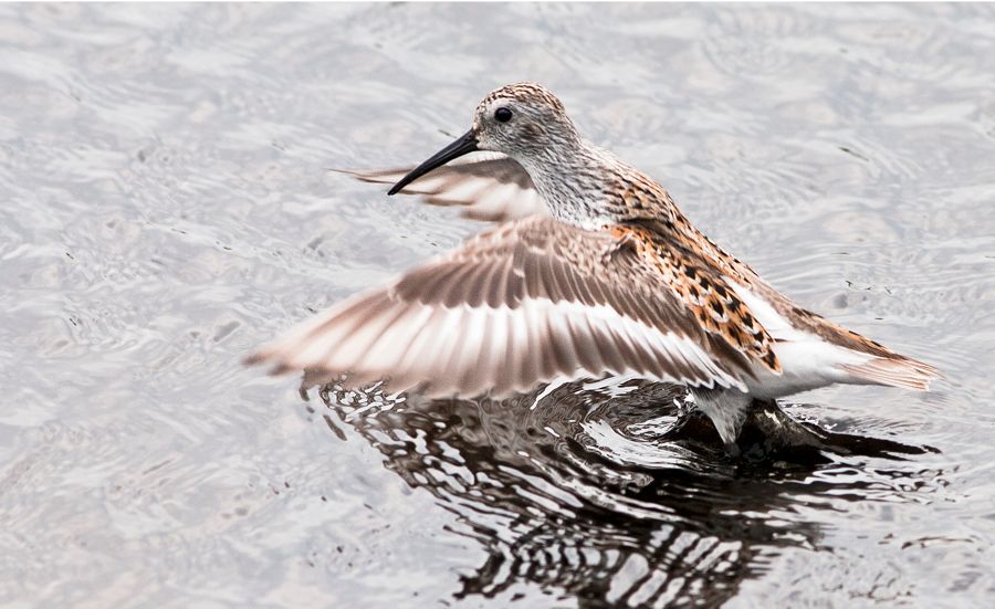 Dunlin Bomby Hook NWR, DE IMG_0864