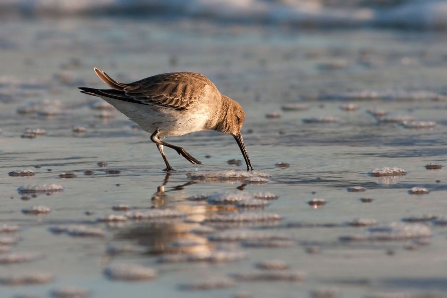 Dunlin False Cape State Park, VA IMG_7710