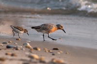 Semipalmated Sandpiper and Red Knot Slaughter Beach, DE IMG_1481
