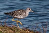 Lesser Yellowlegs Merritt Island NWR, FL IMG_6015